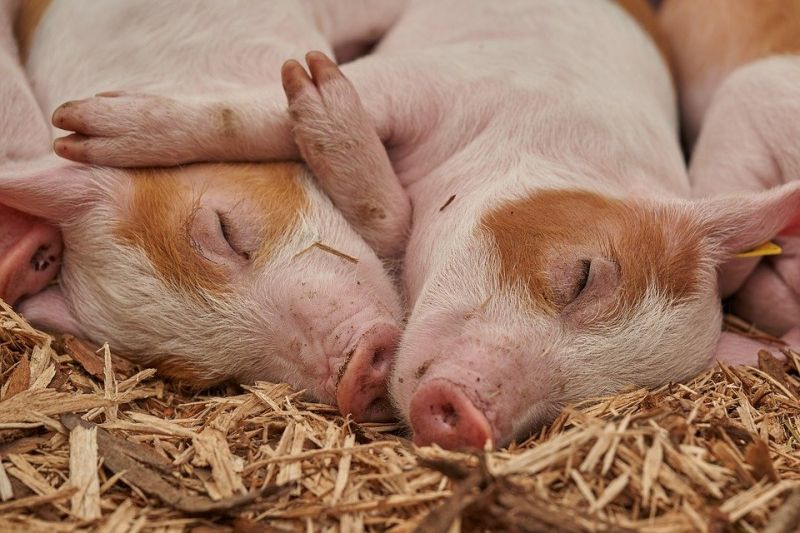 Свинското месо е поскъпнало с 25 до 30% за по-малко