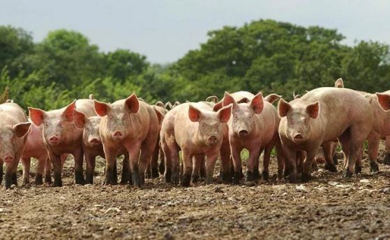 Първи протести организират земеделските стопани заради избиването на домашни прасета съобщава