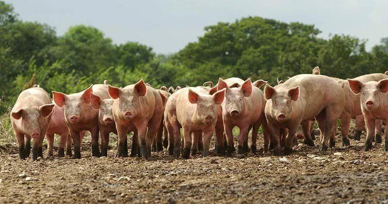 Първи протести организират земеделските стопани заради избиването на домашни прасета, съобщава