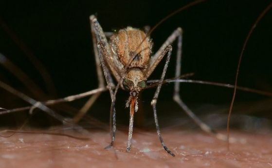 Не пускайте комарите в спалнята 95 са случаите на вирусни