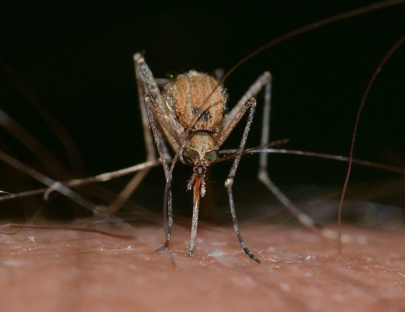 Не пускайте комарите в спалнята. 95 са случаите на вирусни