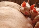 ЕС ни дава 2,9 милиона евро за борба с чумата по свинете