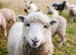 14 хил. животновъди получиха субсидиите си от Държавен фонд "Земеделие"