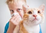 Учени разработиха ваксина срещу алергия към котки