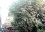 Разбиха оранжерия в Костандово, изкорениха 59 кг марихуана (снимки)