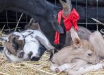 Изоставено еленче е осиновено от коза в зоопарка в Истанбул