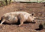 Отпускат 28 млн. лева за обезщетения заради чумата по свинете