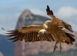 Откриха отровени скален орел и два бели лешояда край Своге