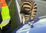 Зебра избяга от цирк в Германия, предизвика катастрофа, хаос и затваряне на магистрала