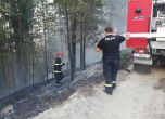 Нов пожар пламна в борова гора край Белица