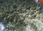 18 кг марихуана бе открита в Русенско