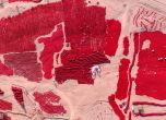 Пустинята Гоби се превърна в море от червени чушки (галерия)