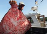 ЕС ограничава улова на цаца и калкан в Черно море