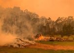 Гледач на животни подслони тигър у дома, за да го спаси от горските пожари в Австралия