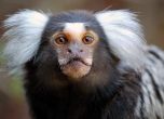 След Нова година германски зоопарк завари всичките си маймуни изпепелени