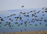 Над 100 души ще преброят зимуващите водолюбивите птици в България