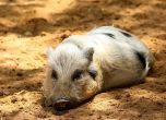 Четири нови огнища на Африканска чума по свинете у нас