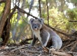 113 животински вида в Австралия спешно се нуждаят от помощ след опустошителните горски пожари