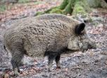 Ново огнище на чума по свинете в Русенско
