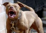 Полицаи спасиха 4 кучета, арестуваха собственика им, организирал боеве с тях