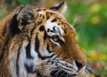 Мутира ли вирусът? Тигър се зарази с COVID-19 в зоопарка в Бронкс