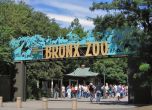 7 лъвове и тигри се заразиха с коронавируса в зоопарка в Бронкс