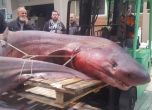 В Кавала уловиха 300 килограмова Гигантска акула