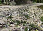 Амониев азот, а не канализизационната тръба, е убил рибата във Варненското езеро