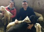 Фермерката от Болярово спечели дело, стадото й оцеля след чумата в Странджа