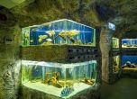 Правят гигантски аквариуми за акули в природонаучния музей в Пловдив