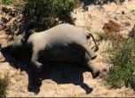 Мистериозната смърт на стотици слонове в Ботсвана