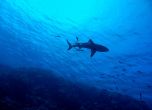 Акула уби леководолаз в Австралия