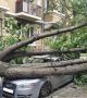 Паднало дърво затисна кола на улица Хан Крум в София