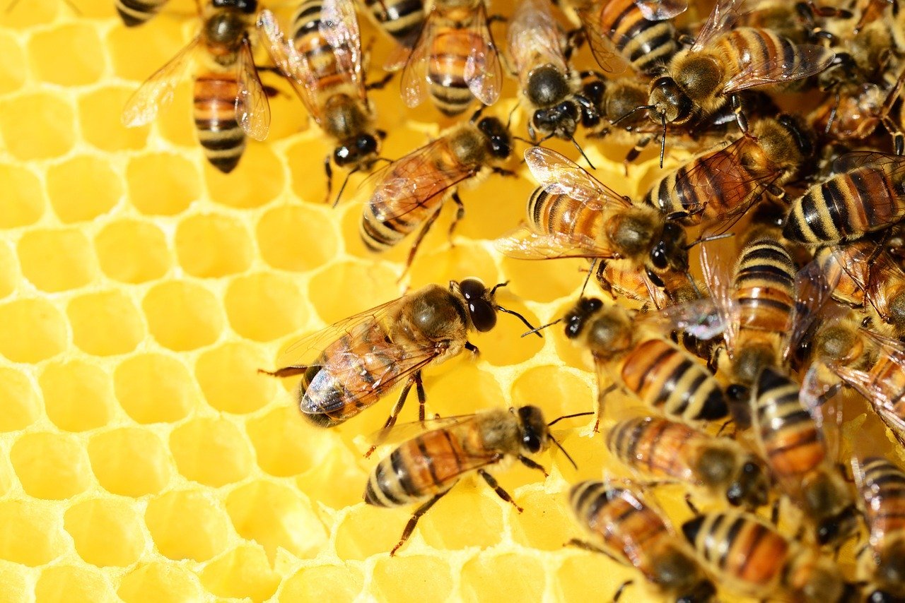 Отрова от европейска медоносна пчела е изключително ефективна в унищожаването