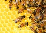 Отрова от медоносни пчели убива клетките на рака на гърдата