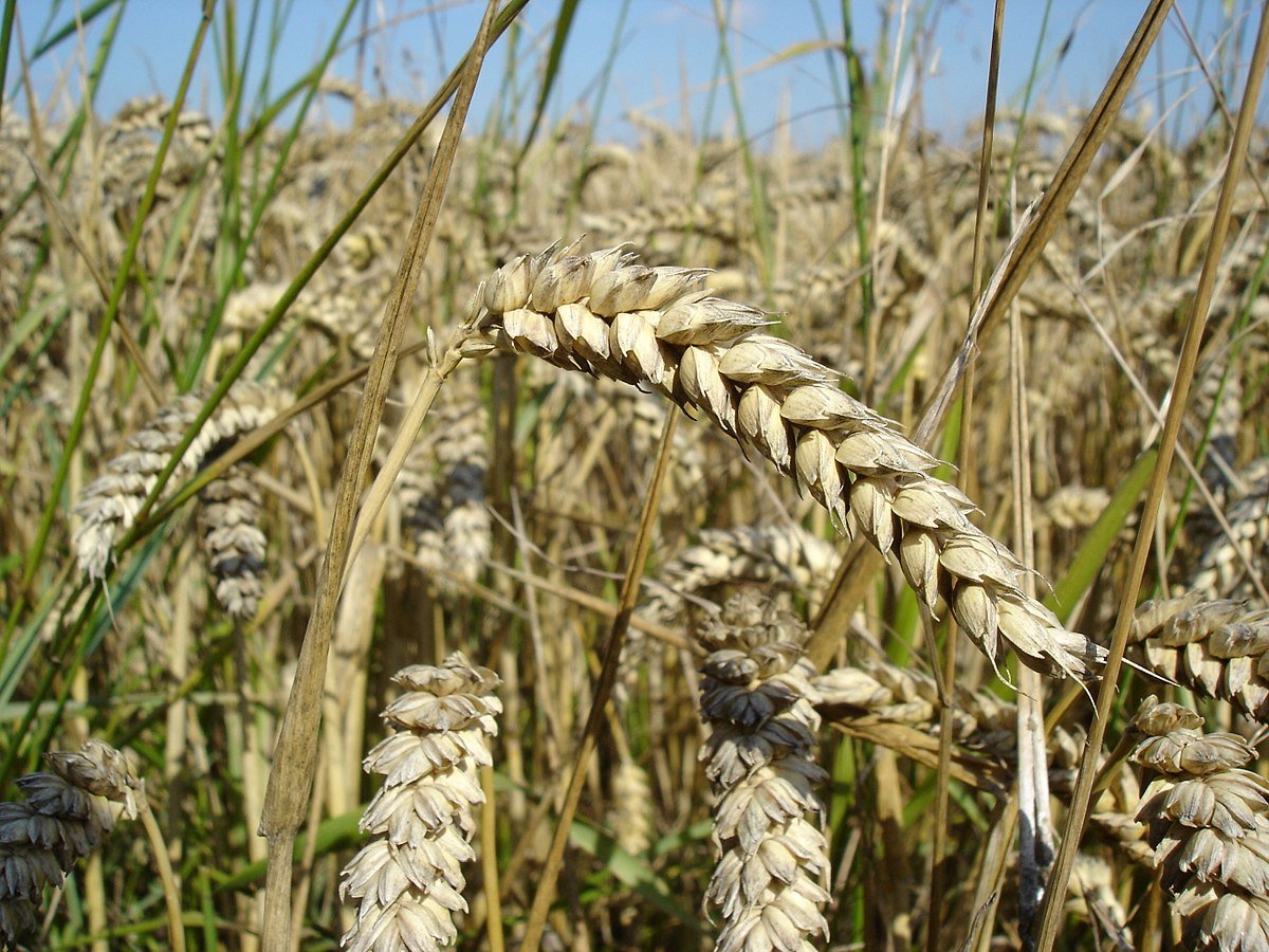 Над 4 6 млн тона пшеница е произведена за 2020 г