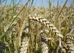 Над 4.6 млн. тона е произведената пшеница за 2020 г. у нас