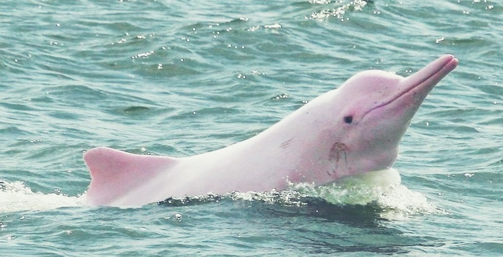 Все повече тихоокеански гърбати делфини се забелязват край Хонконг откакто
