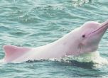 Ефект от COVID-19: Редки розови делфини се завръщат край Хонконг