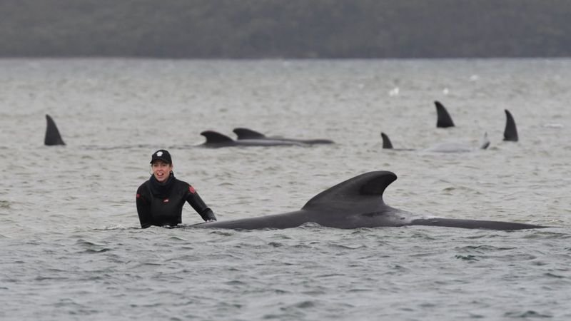 Най-малко 90 кита от 270-те заседнали край остров Тасмания, са
