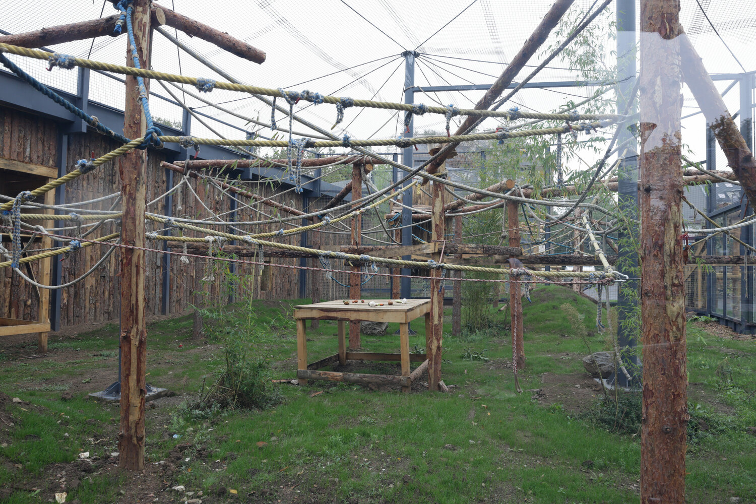 Петдесетте маймуни в столичния зоопарк се завърнаха след като бе