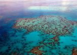 Големият бариерен риф е загубил половината от коралите си за 25 години