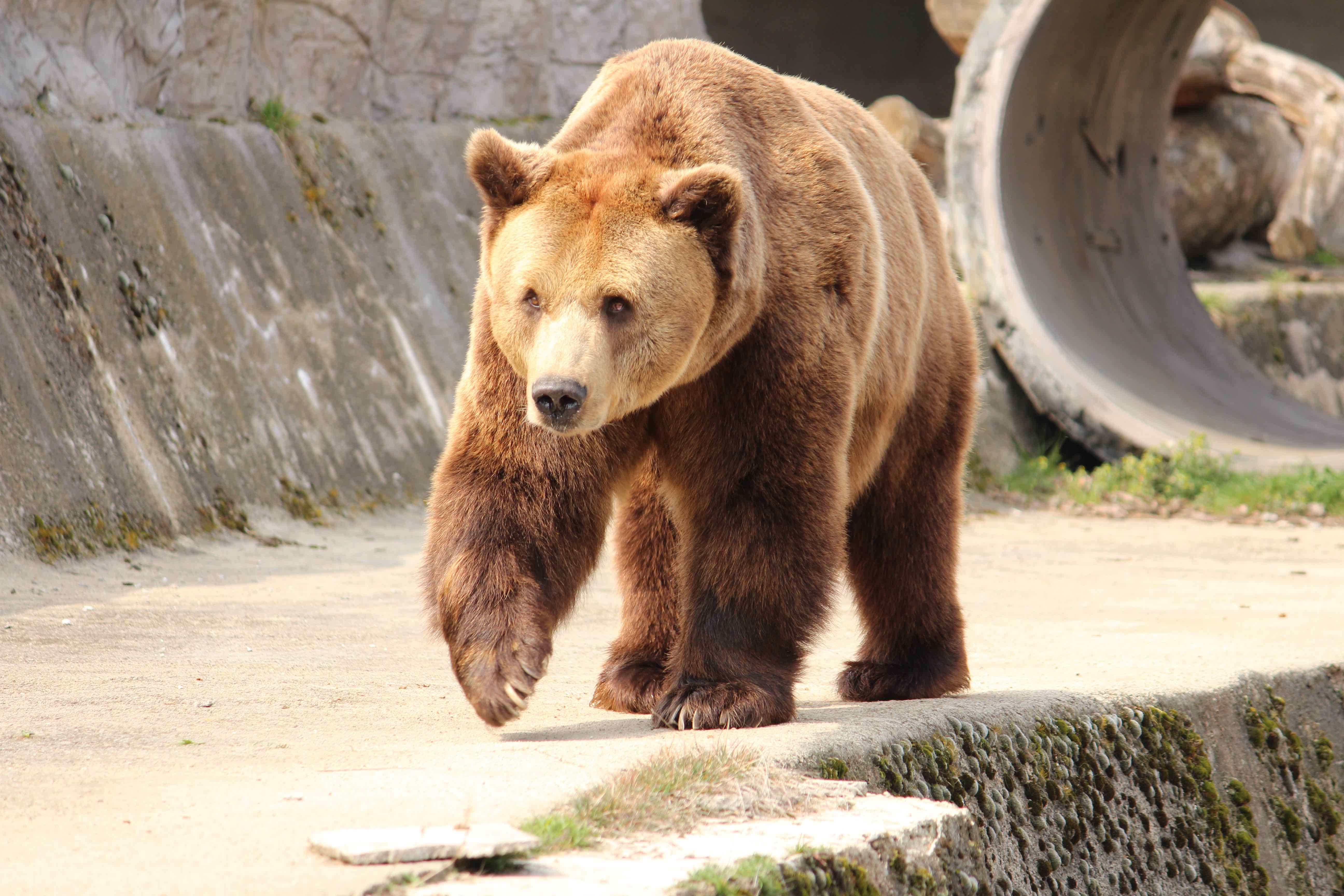 Софийският зоопарк започна подготовка за зимата Още през октомври поетапно