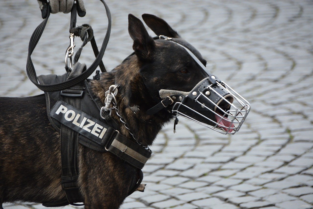 Граничната полиция в Чехия ще обучи 6 кучета които да