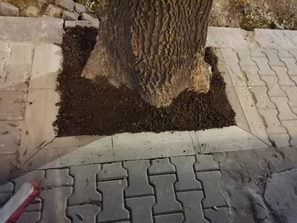 Дърветата по столичната ул Парчевич за които Спаси София вчера
