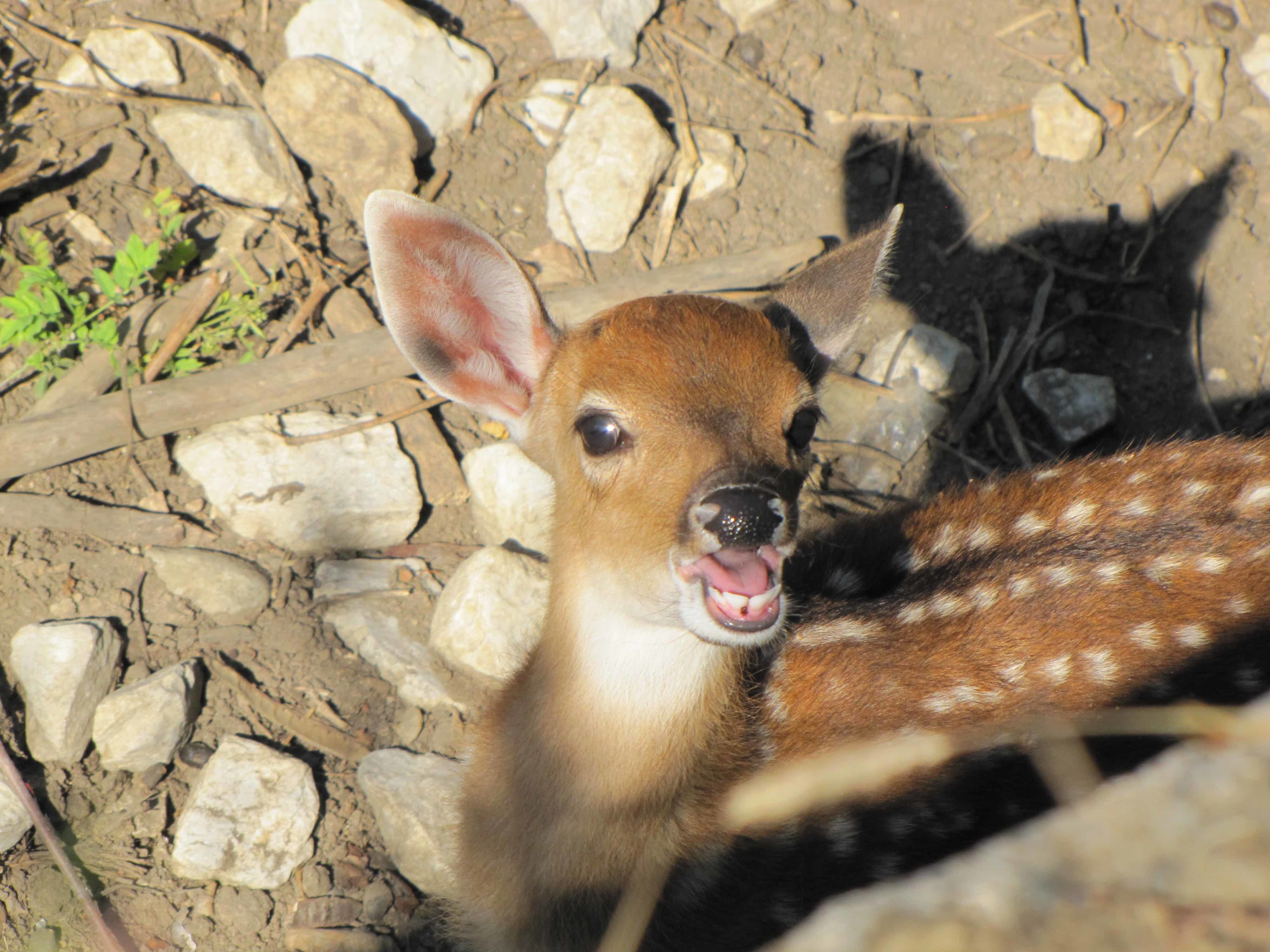 В Софийския зоопарк се роди еленче в стадото на петнистите