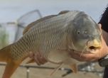 БАБХ започва проверки на обектите, предлагащи риба за Никулден