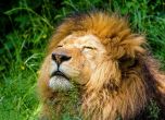 4 лъва от зоопарк в Барселона са с COVID-19