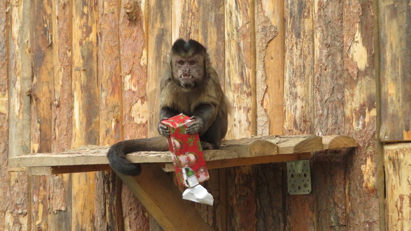 Зоологическа градина в София ще работи без почивка по време
