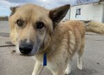 17 стопани изоставили кучетата си в приют, 169 са осиновени от Екоравновесие